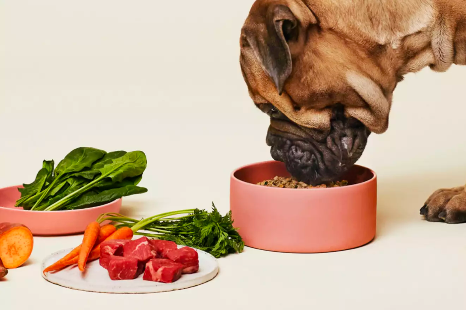 View of The Right Dog Food Can Be the Ultimate Preventative Care: Meet The ...